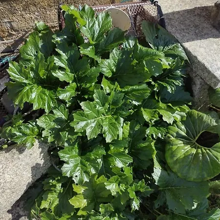 Casa Con Jardin En Primera Linea De Playa بيت للعطل *