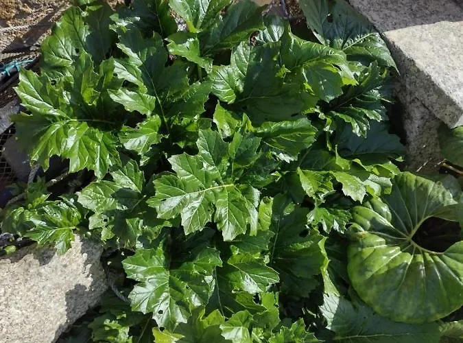 Casa Con Jardin En Primera Linea De Playa Σπίτι διακοπών *